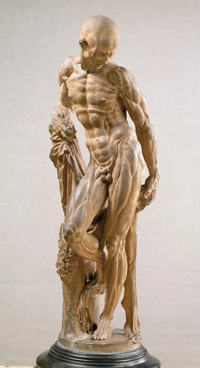 Ecorché (Muscle Man)