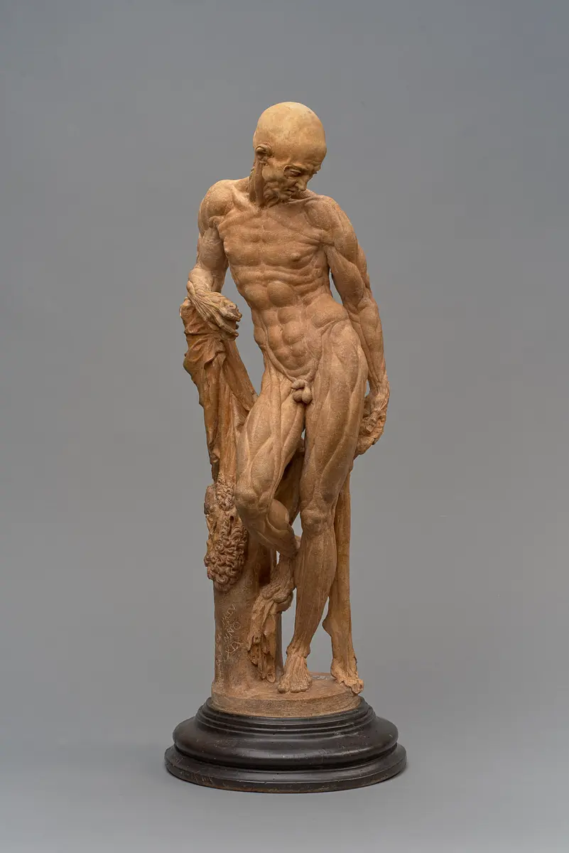 Ecorché (Muscle Man)